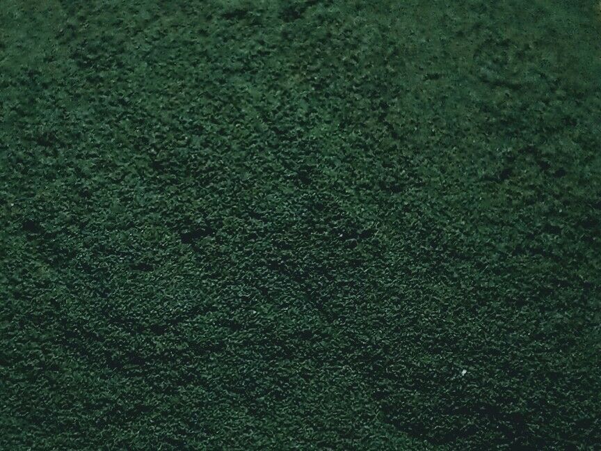vp_spirulina_detail Spirulina Pulver für Hund und Pferd
